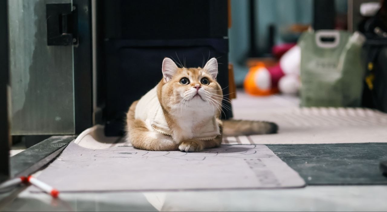 Claude Code macOS 等待确认与任务完成通知