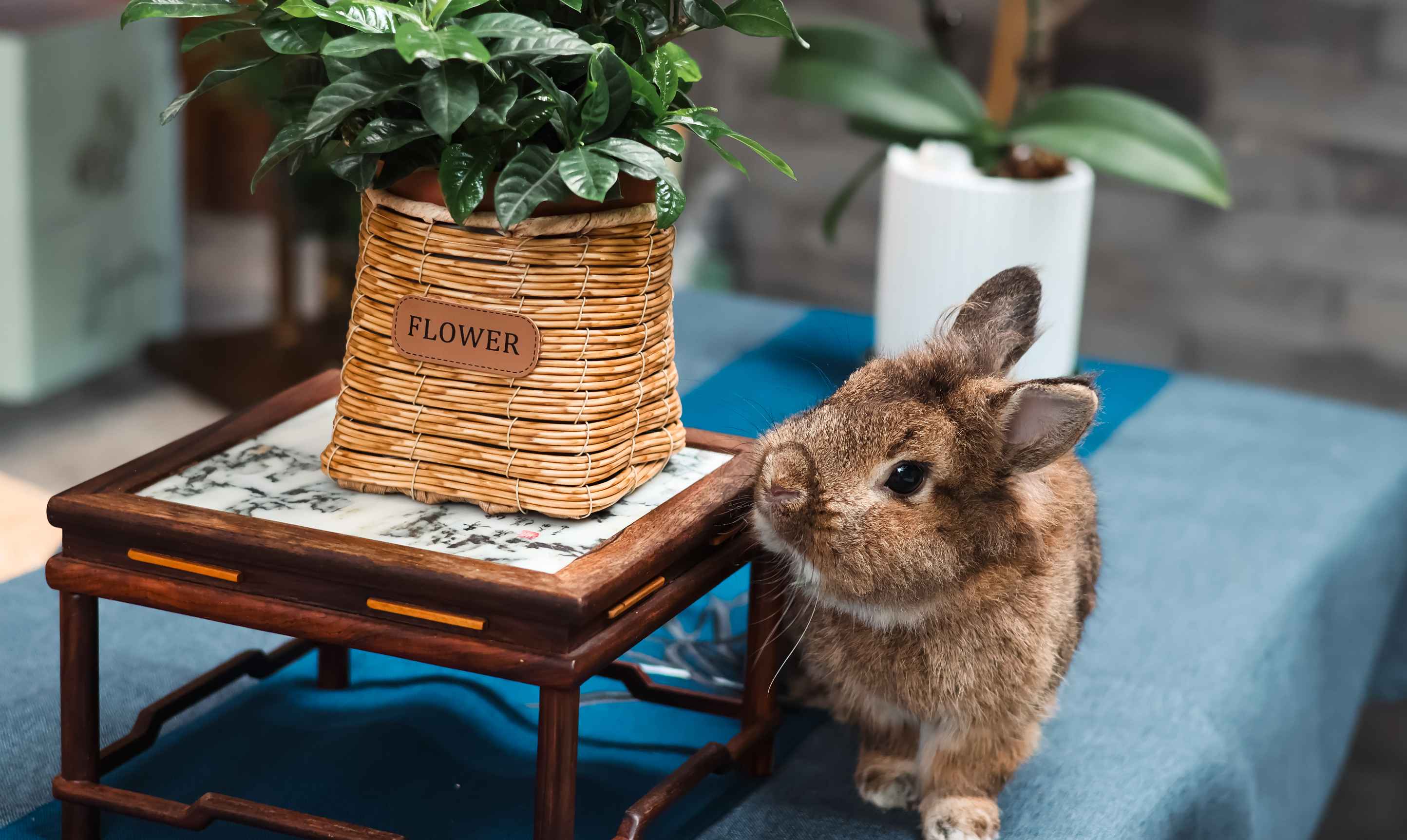 Nginx Proxy Manager 使用 Let’s Encrypt 获取 SSL 证书报错 Internal Error